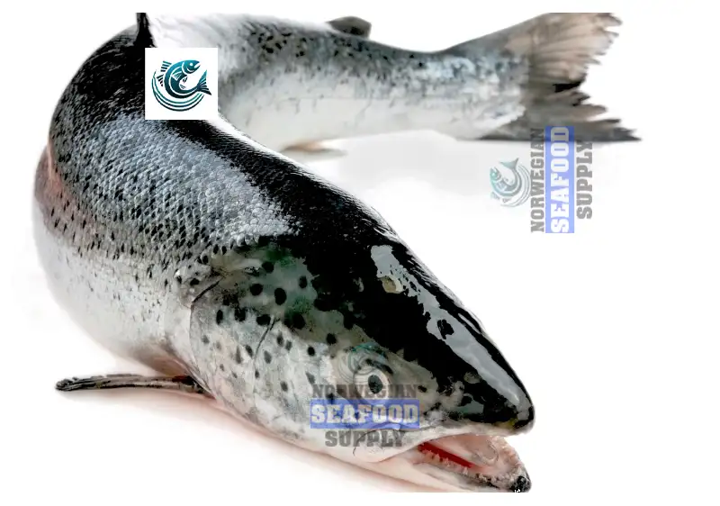 The Top 5 Health Benefits of Norwegian Salmon and How to Cook It Like a Pro
