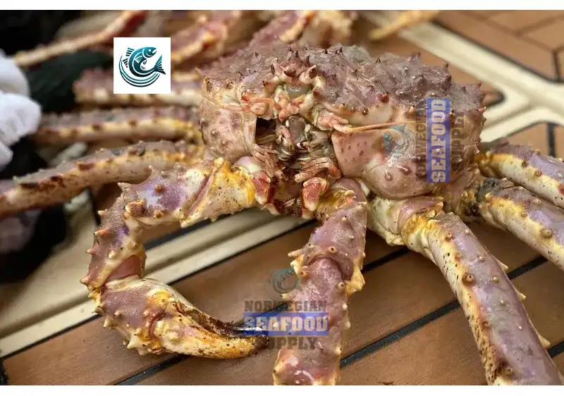 The Ultimate Guide to Buying Premium Norwegian King Crab for Sale Online