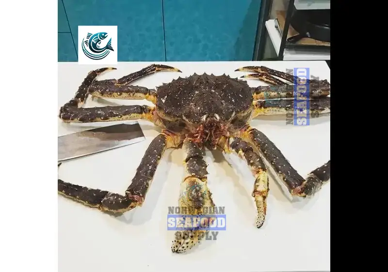 Live King Crab Wholesale: What You Need to Know Before You Buy in Bulk
