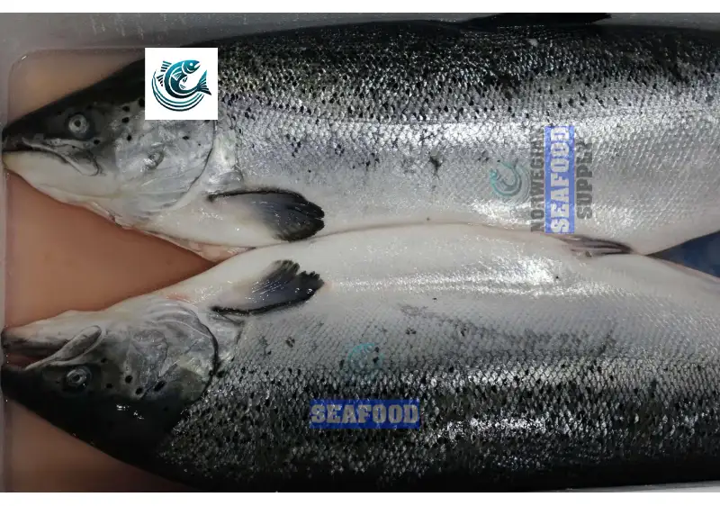 Why Buying Norwegian Salmon Is a Smart and Sustainable Choice