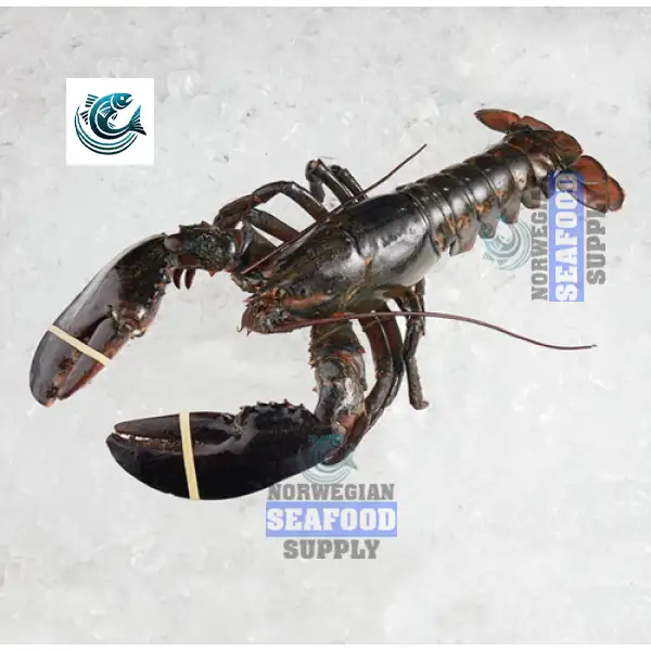 Frozen Live Boston Lobsters Lobster Tails