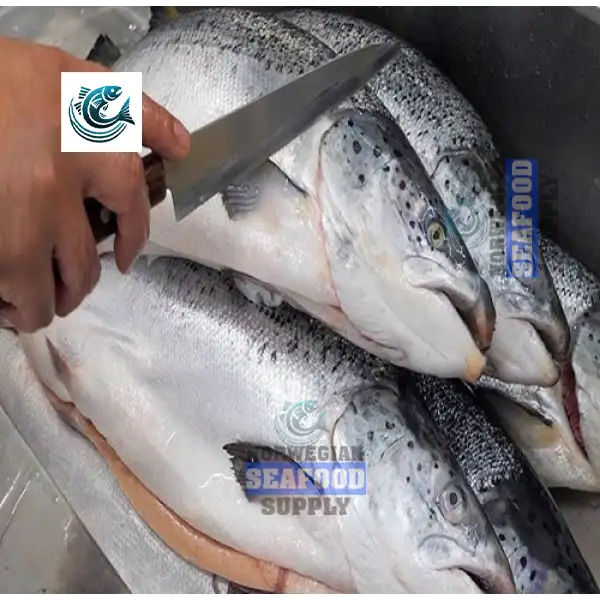 Buy Fresh Salmon Fish From Norway