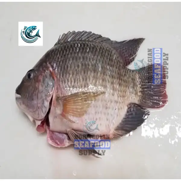 Fresh Frozen Tilapia Fish