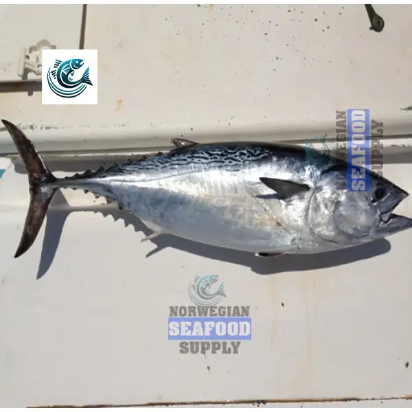 Atlantic Horse Mackerel Fish