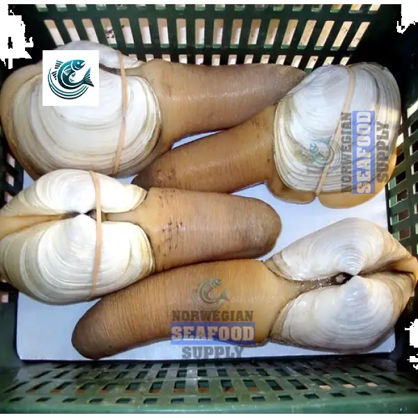 Live Geoduck Clam