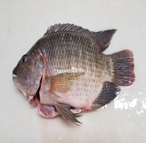 Bestseller #1 Tilapia for sale